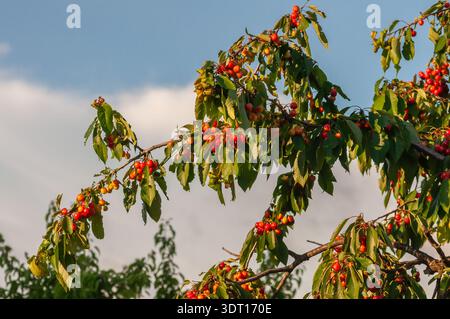 Cerises rouges mûres pendent lourd sur les branches d'un cerisier contre un ciel partiellement nuageux. Banque D'Images