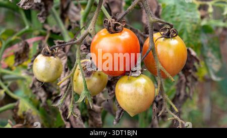 Gros plan de tomates orange et jaunes mûres accrochées à la plante dans les terres agricoles tropicales de montagne. Banque D'Images