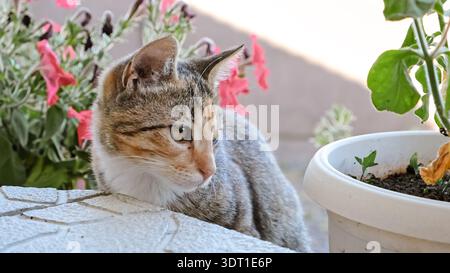 Mignon chat de trois couleurs regardant quelque chose et la chasse, le suivi de proie. Un chaton rayé ludique sur une promenade dans la rue. L'instinct de chasse. Animaux domestiques sur un Banque D'Images