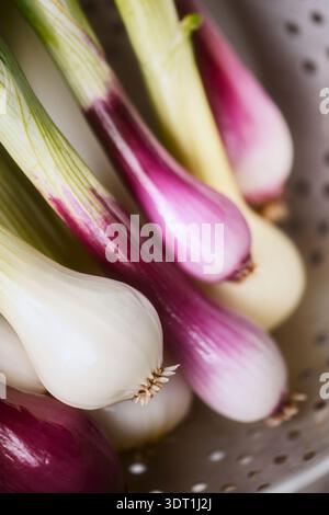 Oignons de printemps dans passoire en métal. Des échalotes fraîches en détail, des bulbes violets blancs avec des tiges Banque D'Images