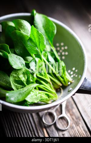 Feuilles d'épinards rincées recouvertes de gouttes d'eau dans une passoire en métal de style ferme sur une table rustique. Cuisine maison, nettoyage des légumes et concept alimentaire durable Banque D'Images