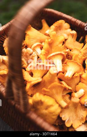 Chanterelles fraîches dans un panier en osier avec une faible profondeur de champ. Champignons forestiers sauvages, saison d'automne, ingrédients naturels Banque D'Images