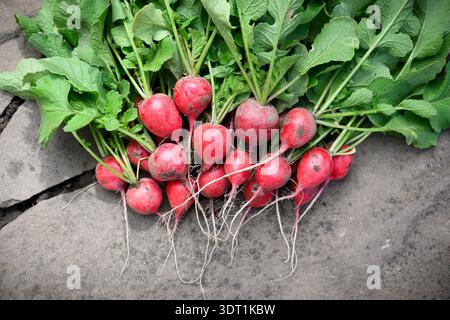 Bouquet de radis frais avec des traces de sol et des sommets feuillus sur le trottoir. Légumes crus pour le jardinage, la récolte et le thème de style de vie écologique Banque D'Images