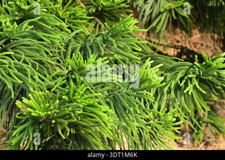 Pin de l'île Norfolk (Araucaria heterophylla) feuillage de conifères en gros plan, jardin botanique de Palmetum à Santa Cruz de Tenerife Îles Canaries. Banque D'Images