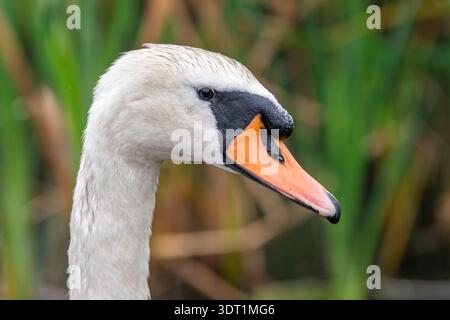 Swan (Cygnus) nage un jour couvert au lac Dunmanway, West Cork, Irlande. Banque D'Images