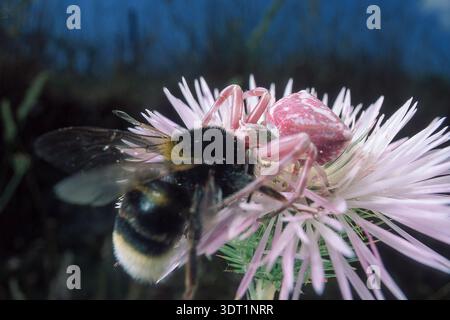 Thomisus onustus Thomiisidae araignée de crabe blanc sur fleur poursuivant une proie pollinisatrice Sardaigne, Italie. fleur de chardon, Banque D'Images