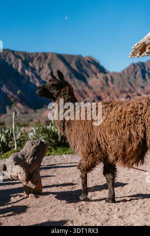 Un lama brun et noir se dresse devant une grande montagne. La scène est paisible et sereine, avec le lama regardant sur le paysage Banque D'Images