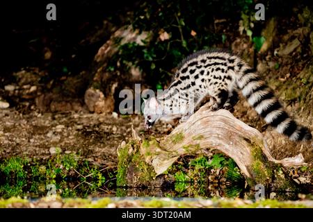 Genet (Genetta genetta) grimpant dans un arbre Banque D'Images