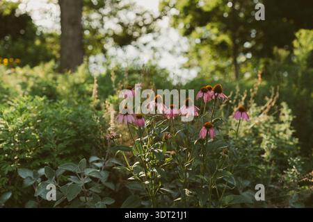 Coneflowers roses dans un jardin forestier ensoleillé Banque D'Images