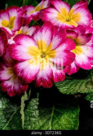 Fleurs d'Primrose rose rose et jaune vibrantes avec des feuilles vertes Banque D'Images
