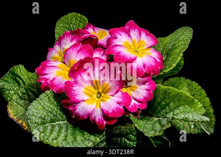 Fleurs d'Primrose rose rose et jaune vibrantes avec des feuilles vertes Banque D'Images