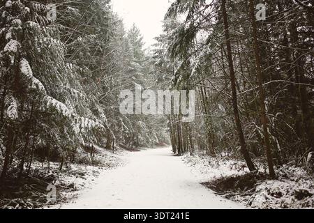 Sentier Snowy Forest en Colombie-Britannique Banque D'Images