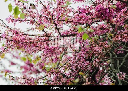 Un superbe affichage de fleurs roses éclatantes couvre les branches d'arbres de rougeord, capturant l'essence du printemps en pleine floraison avec des fleurs délicates baski Banque D'Images