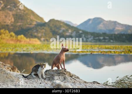 American Hairless Terrier chien assis près du chat sur le bord rocheux du lac. Scène extérieure calme illustrant la coexistence des animaux dans la nature. Banque D'Images