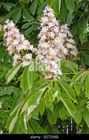 Gros plan des inflorescences blanches d'un châtaignier Banque D'Images