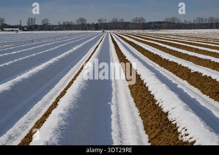 Luckenwalde, Allemagne. 20 février 2026. Les rangées d'asperges dans les champs près de Luckenwalde sont encore couvertes d'une couverture de neige, qui dessine les barrages typiques comme des lignes blanches à travers le paysage. Cependant, il est peu probable que le calme hivernal dure beaucoup plus longtemps : le service météorologique allemand s'attend à des températures beaucoup plus douces d'ici le week-end. Avec le changement annoncé de la météo, le printemps se rapproche nettement. Crédit : Patrick Pleul/dpa/Alamy Live News Banque D'Images