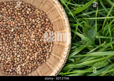 Fèves séchées dans un panier en osier, palette ocre de sauge émeraude, récolte agricole rustique, légumineuse biologique, toile de fond de nourriture crue Banque D'Images