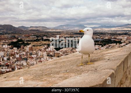 Vue d'Alicante, Espagne - janvier 2026. Banque D'Images
