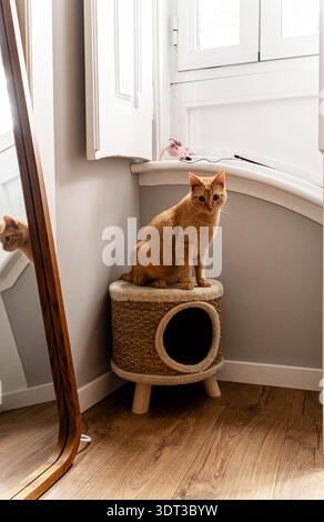 Chat tabby orange assis sur une maison de chat dans un coin d'une pièce, avec son reflet visible dans un miroir debout près d'une fenêtre Banque D'Images