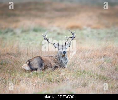 Red Deer (Cervus elaphus) Highlands écossais Banque D'Images