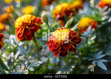 Les soucis français, les fleurs de Tagetes patula fleurissent en été Banque D'Images