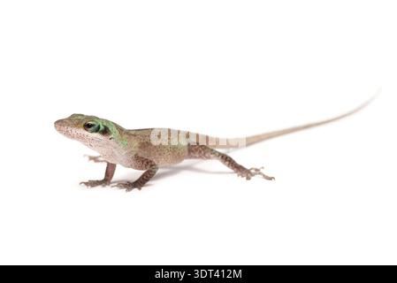 Jeune anole vert (Anolis carolinensis) sur fond blanc. Photo studio avec un spécimen d'élevage. Espèce originaire des États-Unis. Banque D'Images