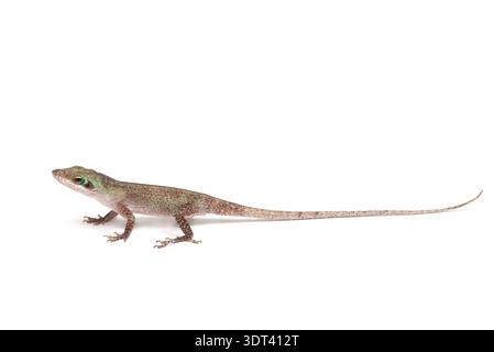 Jeune anole vert (Anolis carolinensis) sur fond blanc. Photo studio avec un spécimen d'élevage. Espèce originaire des États-Unis. Banque D'Images