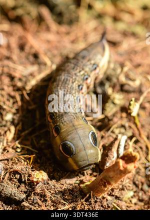 Tersa Sphinx Moth caterpillar recherche de la nourriture. Banque D'Images
