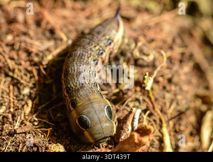 Tersa Sphinx Moth caterpillar recherche de la nourriture. Banque D'Images