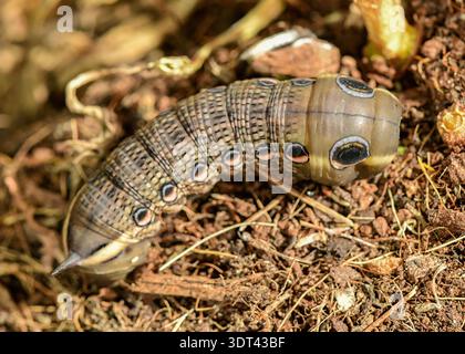 Tersa Sphinx Moth caterpillar recherche de la nourriture. Banque D'Images
