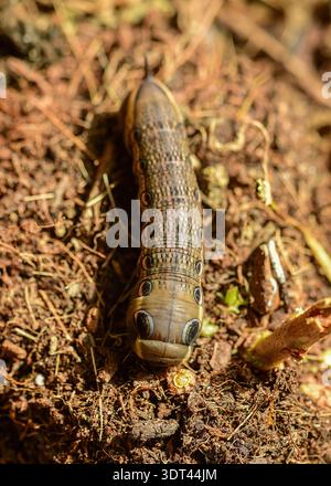 Tersa Sphinx Moth caterpillar recherche de la nourriture. Banque D'Images