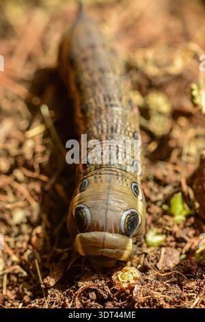 Tersa Sphinx Moth caterpillar recherche de la nourriture. Banque D'Images