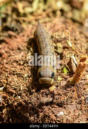 Tersa Sphinx Moth caterpillar recherche de la nourriture. Banque D'Images