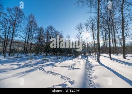 Sentier enneigé ensoleillé à travers les bouleaux, de longues ombres projetées sur des dérives fraîches intactes, ciel bleu clair, empreintes de pas menant à la limite lointaine des arbres, c Banque D'Images