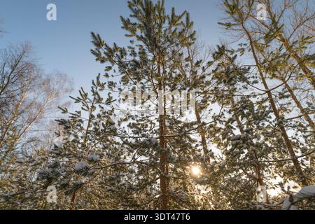Couvert de pins enneigés ensoleillé dans le parc, rayons chauds filtrant à travers les branches givrées, cristaux de neige scintillants, longues ombres douces sur un sol blanc croustillant, qui Banque D'Images