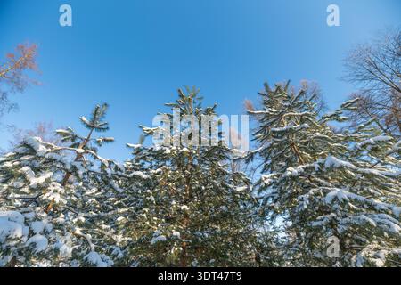 Vue ascendante sur la cime des arbres et le ciel givrés, branches atteignant un bleu hivernal clair, contours de neige délicats sur les membres, sensation expansive et lumière remplie Banque D'Images