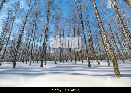 Bosquet de bouleaux ensoleillé, journée froide d'hiver. La moquette de neige immaculée s'étend entre des troncs élancés, un soleil chaud et bas projetant de longues ombres bleues et des pleurs étincelants Banque D'Images