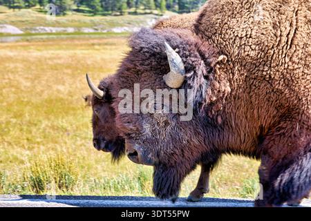 Bison traverse la route dans le parc national de Yellowstone dans le Wyoming. Les visiteurs observent les interactions de la faune avec leur habitat dans le parc. Banque D'Images