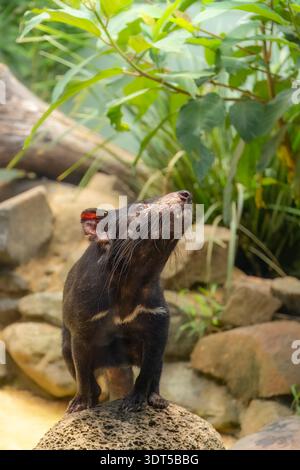 Authenticité unique de la faune et de la flore : le diable de Tasmanie se tient sur le rocher au milieu d'un feuillage verdoyant en Australie pour du matériel pédagogique sur la spe endémique australienne Banque D'Images