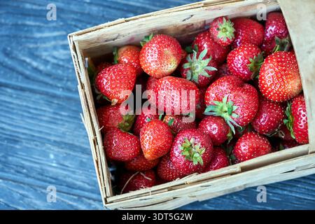 Fraises mûres dans un panier en osier au printemps, Pologne Banque D'Images