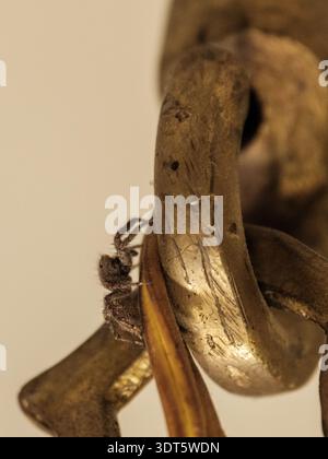 Araignée pantropicale sautante (Plexippus paykulli) accrochée à un objet en laiton usé, portrait en gros plan, le Caire, Égypte Banque D'Images