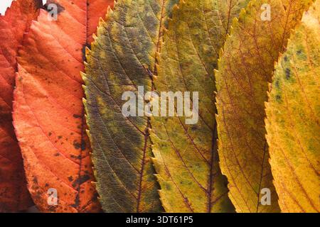 Feuilles colorées disposées dans un collage montrant les saisons changeantes dans la nature Banque D'Images