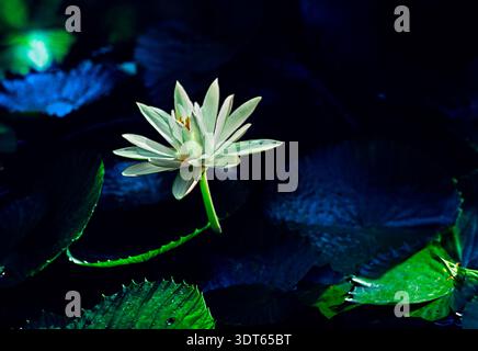 Un nénuphar s'ouvre dans un étang rempli d'eau sombre et de nénuphars verts sous la douce lumière du soir. La scène montre la beauté de la nature en A. Banque D'Images
