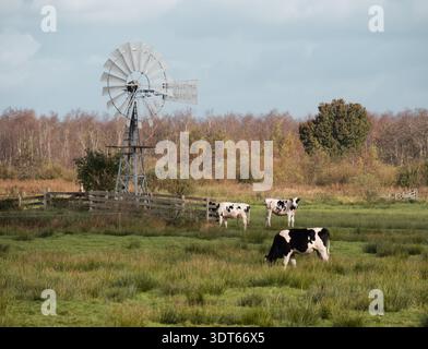 De ALDE Feanen, pays-Bas - octobre 27 2024 : trois vaches laitières paissent dans un pré vert avec une pompe à vent historique et des arbres d'automne sous un ciel nuageux. Banque D'Images
