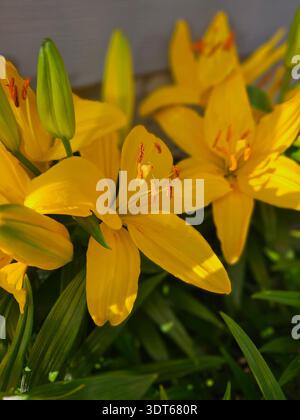 USAGE ÉDITORIAL EXCLUSIF - AMELIA OHIO MAI 2025 : amas de lis asiatiques (Lilium) jaune vif capturés en pleine floraison sous la lumière directe du soleil. L'image montre plusieurs fleurs ouvertes avec des anthères orange proéminentes et riches en pollen, accompagnées de jeunes bourgeons verts qui n'ont pas encore ouvert. Cette étude botanique détaillée met l'accent sur les couleurs vibrantes et les textures vives de la flore des jardins de printemps, ce qui la rend adaptée aux publications horticoles, au contenu éditorial sur le thème de la nature ou à l'inspiration de design floral. Banque D'Images