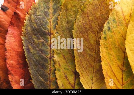Collection de feuilles disposées dans un motif mosaïque montrant diverses couleurs et textures Banque D'Images