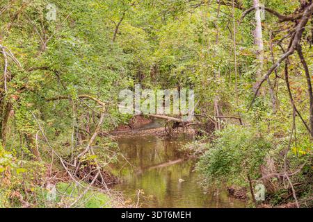 Un ruisseau forestier tranquille coule doucement à travers un feuillage dense. Banque D'Images
