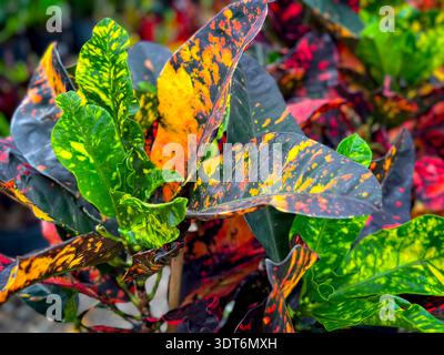 Une vue de feuilles colorées du buisson de peintre bâclé. Banque D'Images