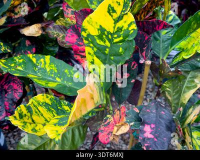 Une vue de feuilles colorées du buisson de peintre bâclé. Banque D'Images