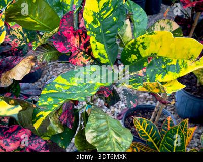 Une vue de feuilles colorées du buisson de peintre bâclé. Banque D'Images